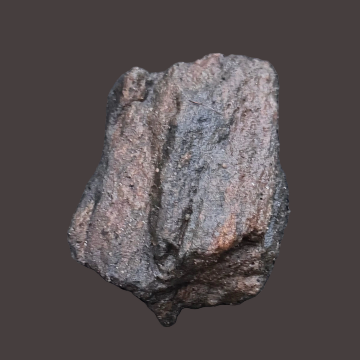 Rare Permineralized Wood Specimen