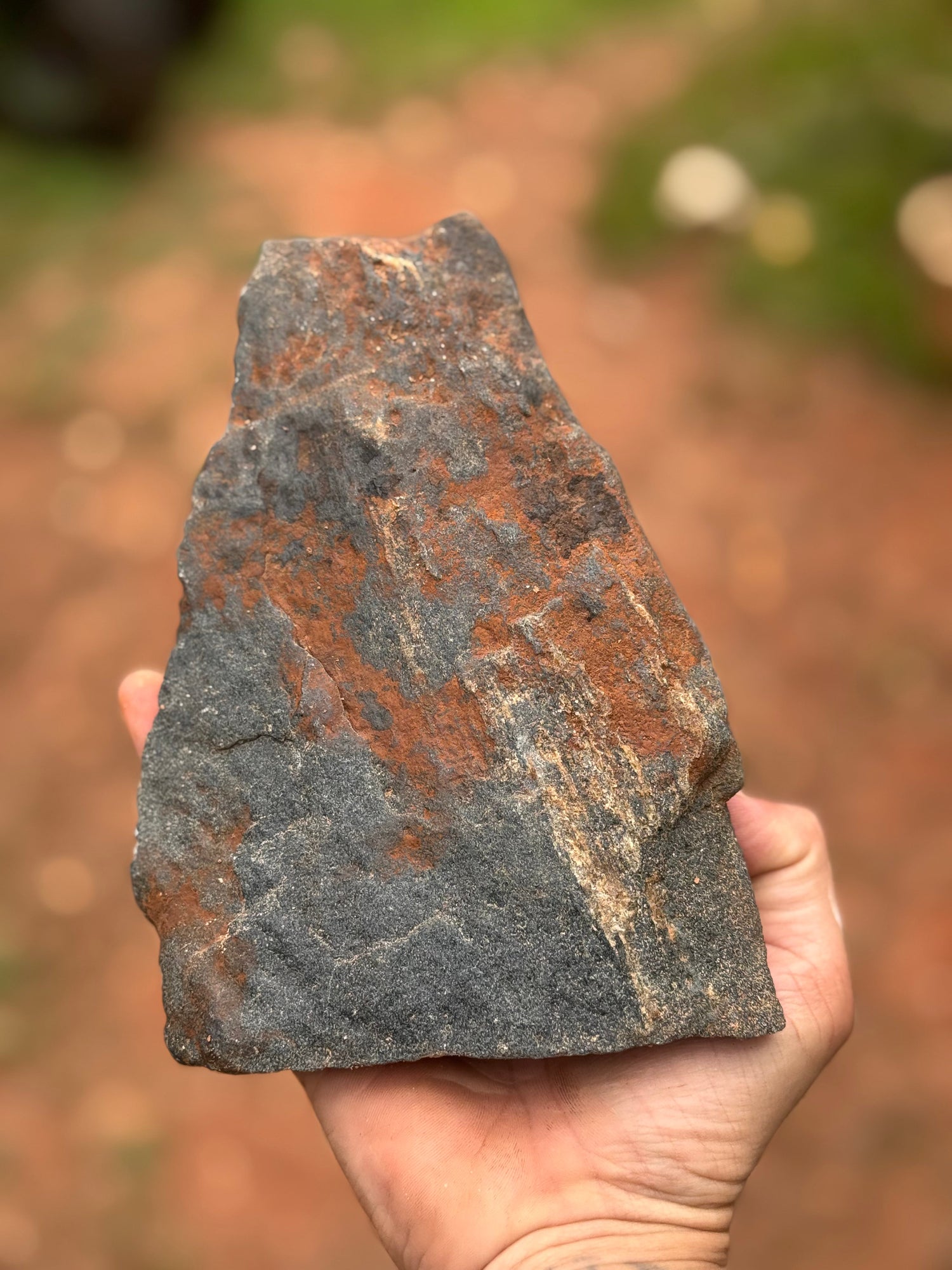 How Does Wood Turn Into Stone? The Amazing Story of Petrified Wood