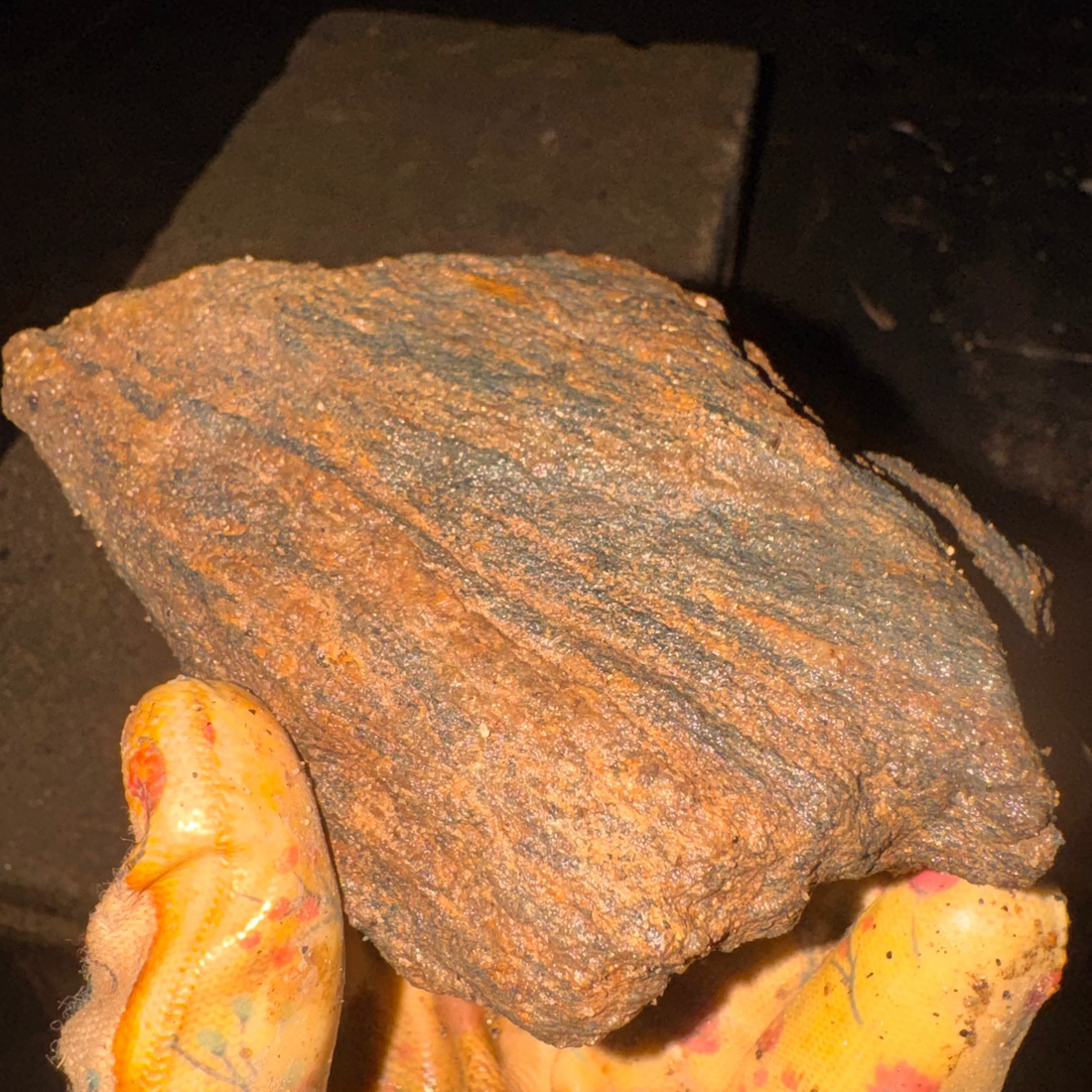 Rare Permineralized Wood Specimen