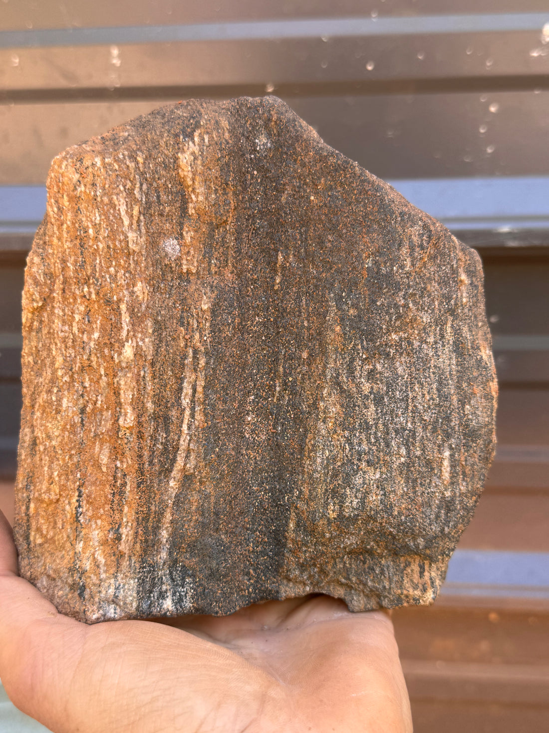 Educational Grade Petrified Wood – Perfect Geology &amp; Fossilization Teaching Specimen