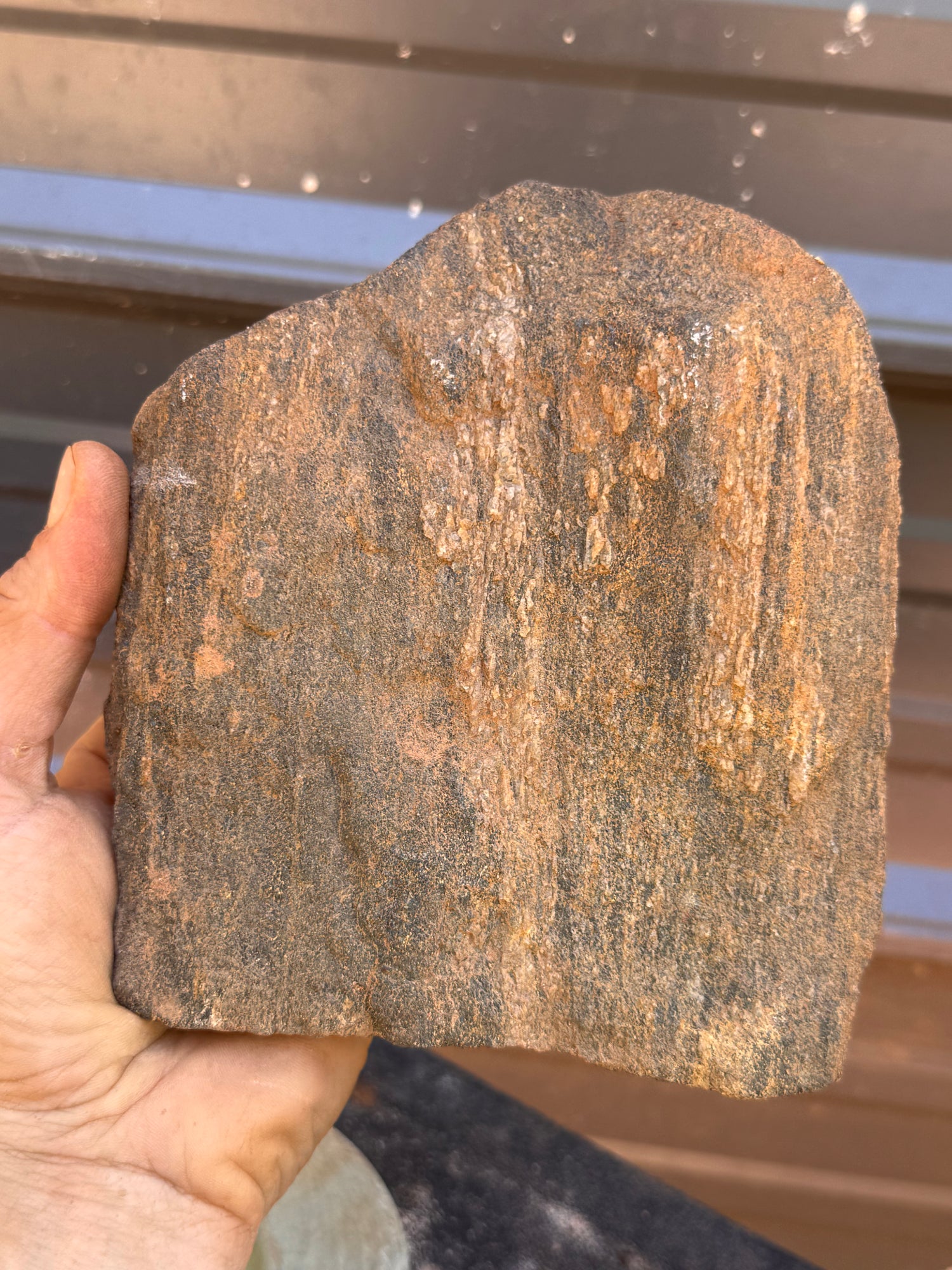 Educational Grade Petrified Wood – Perfect Geology &amp; Fossilization Teaching Specimen